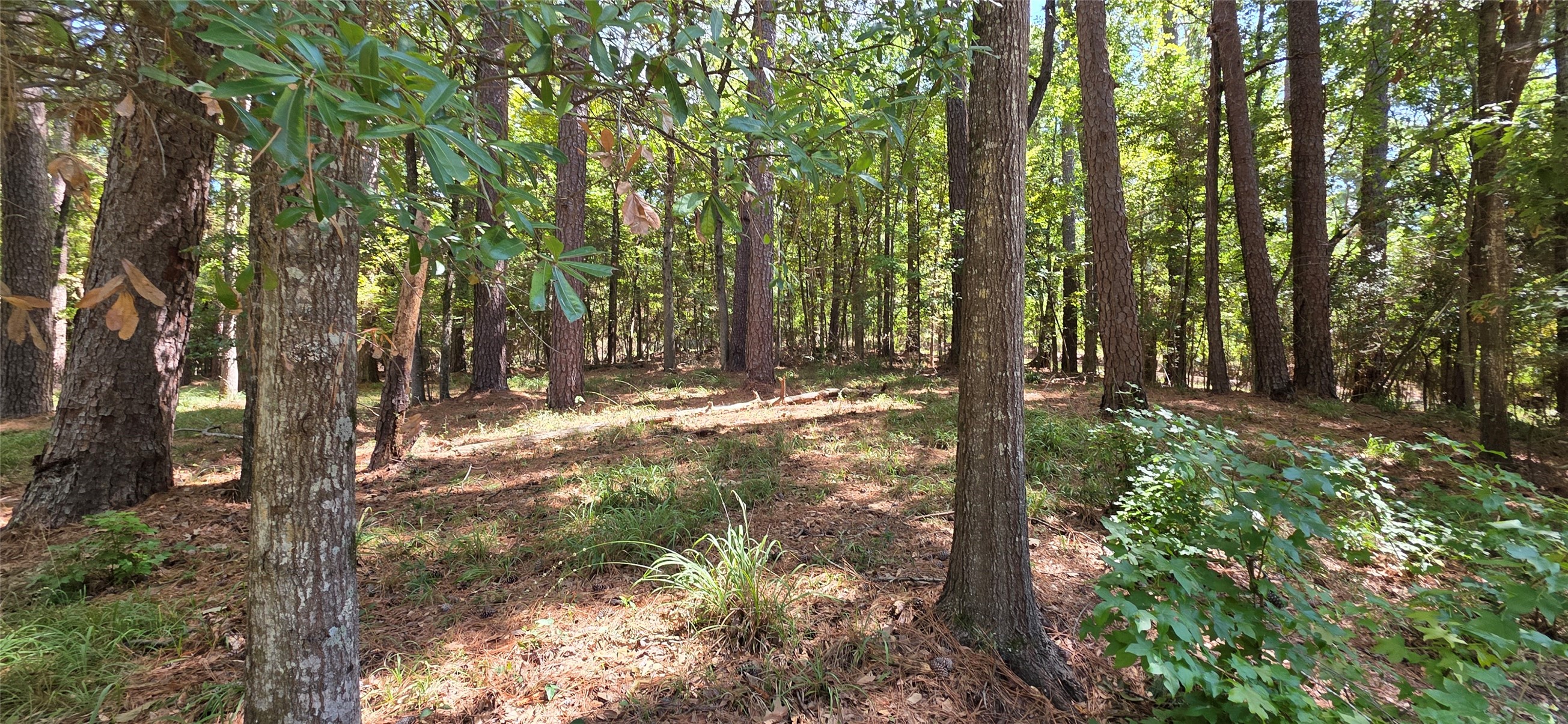 Tbd Forest Hills Dr Property Photo 2