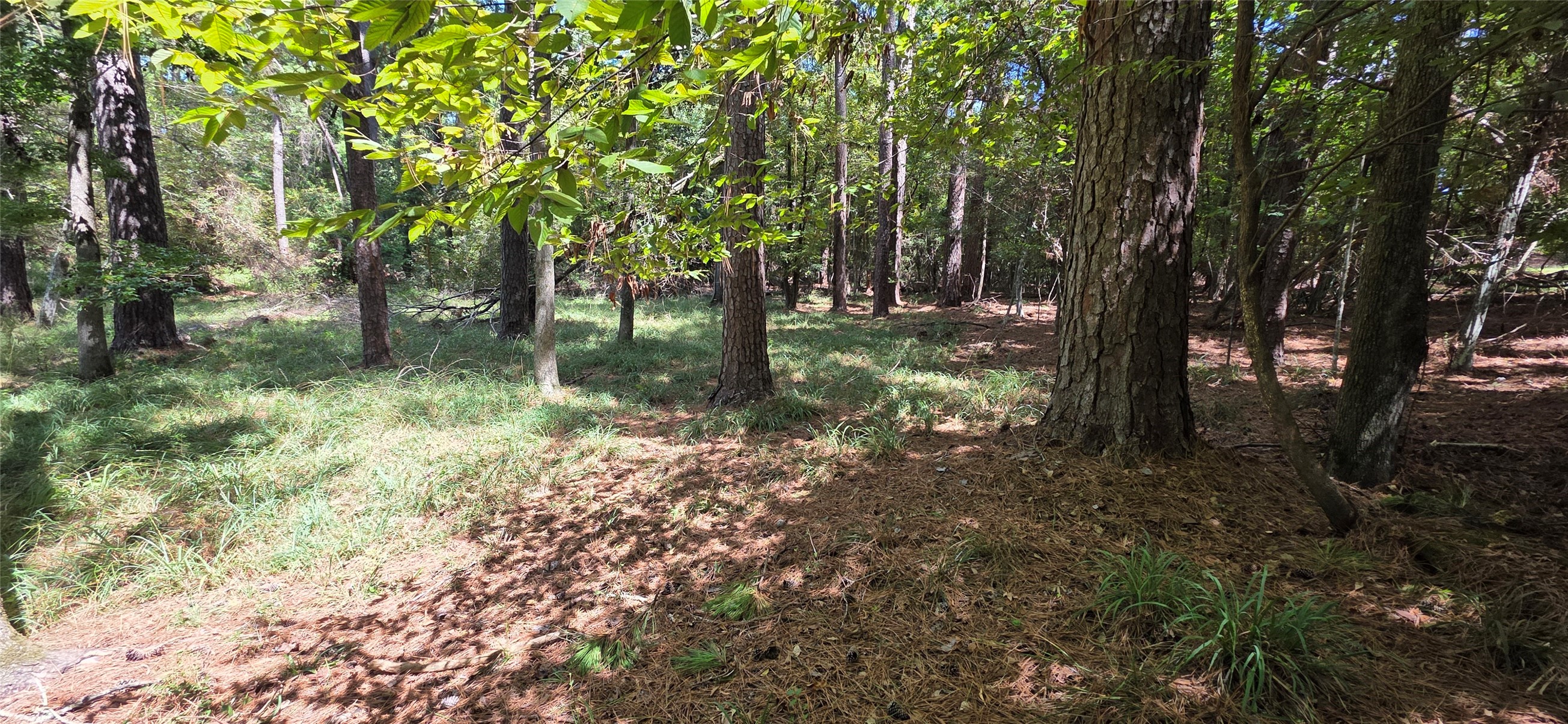 Tbd Forest Hills Dr Property Photo 5