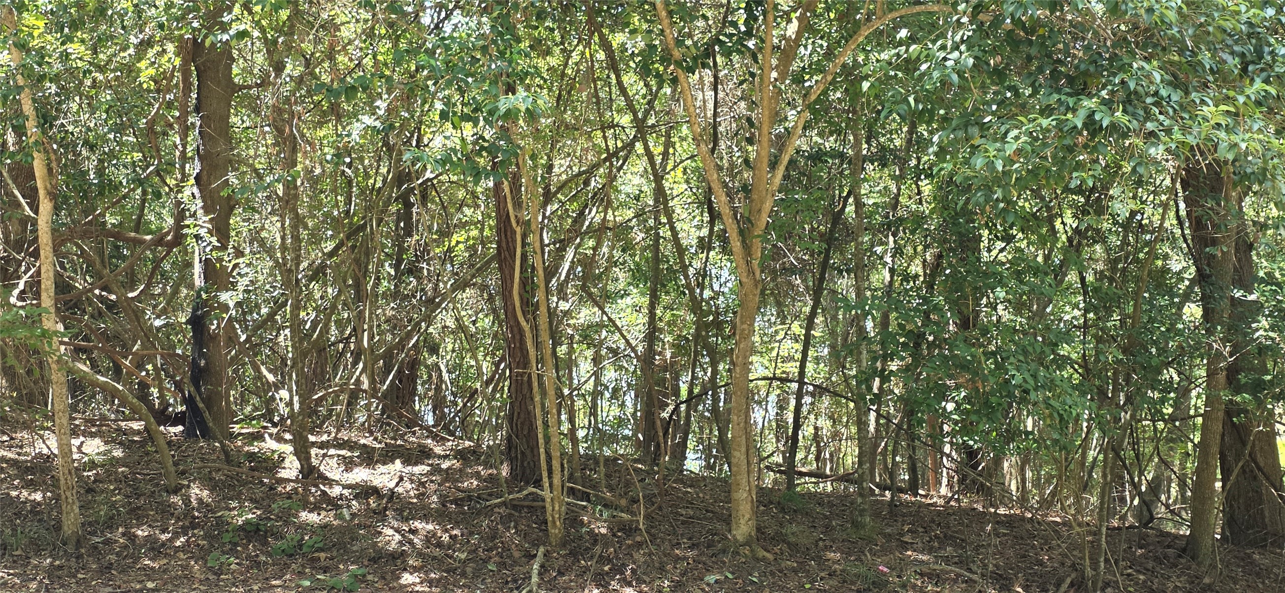 Tbd Forest Hills Dr Property Photo 7