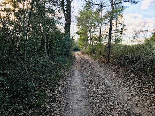 00 10 Ac Off Of Fm 1309 Property Photo 1