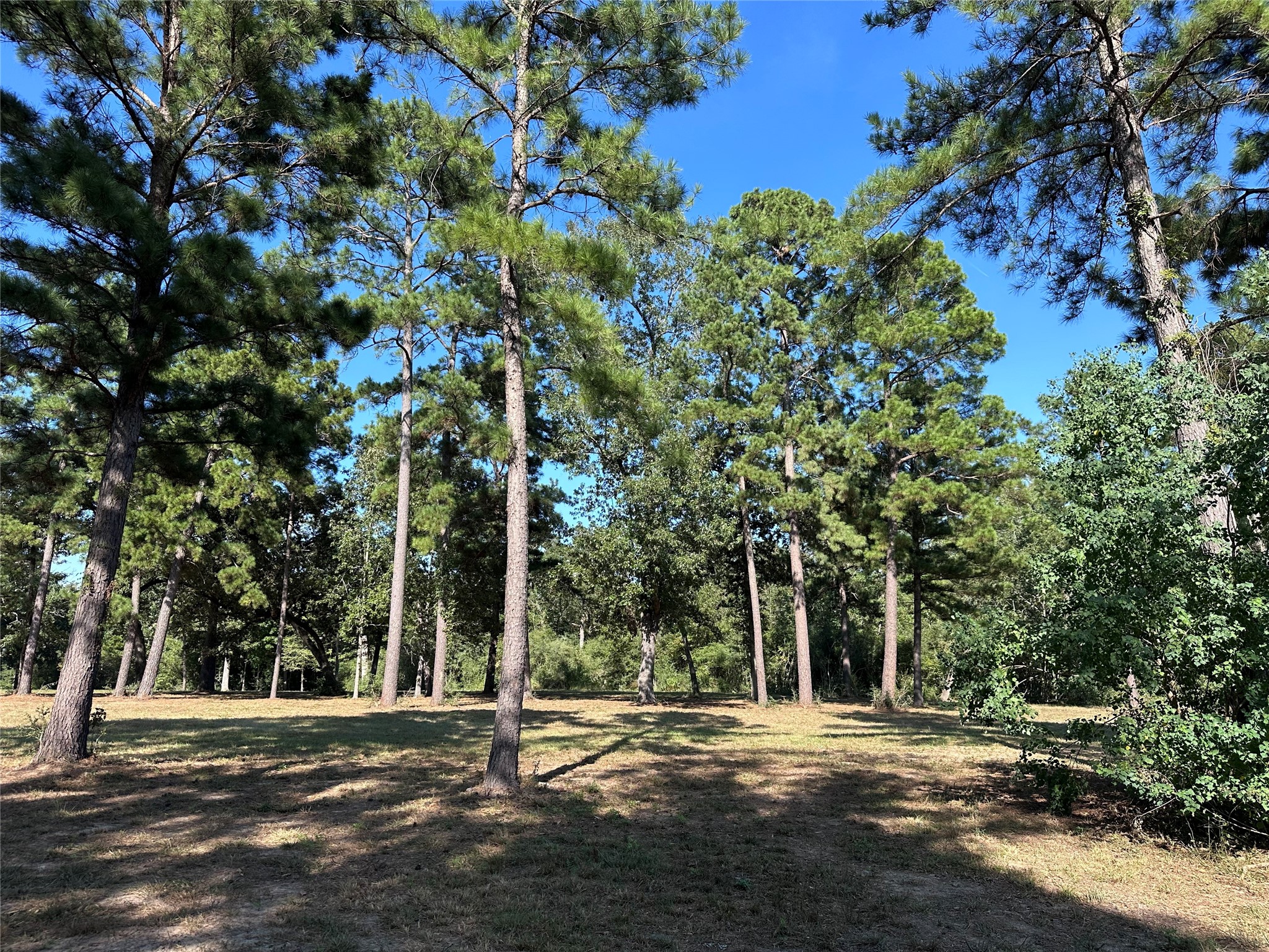 5.3 AC Tbd Spring Branch Rd Property Photo 1