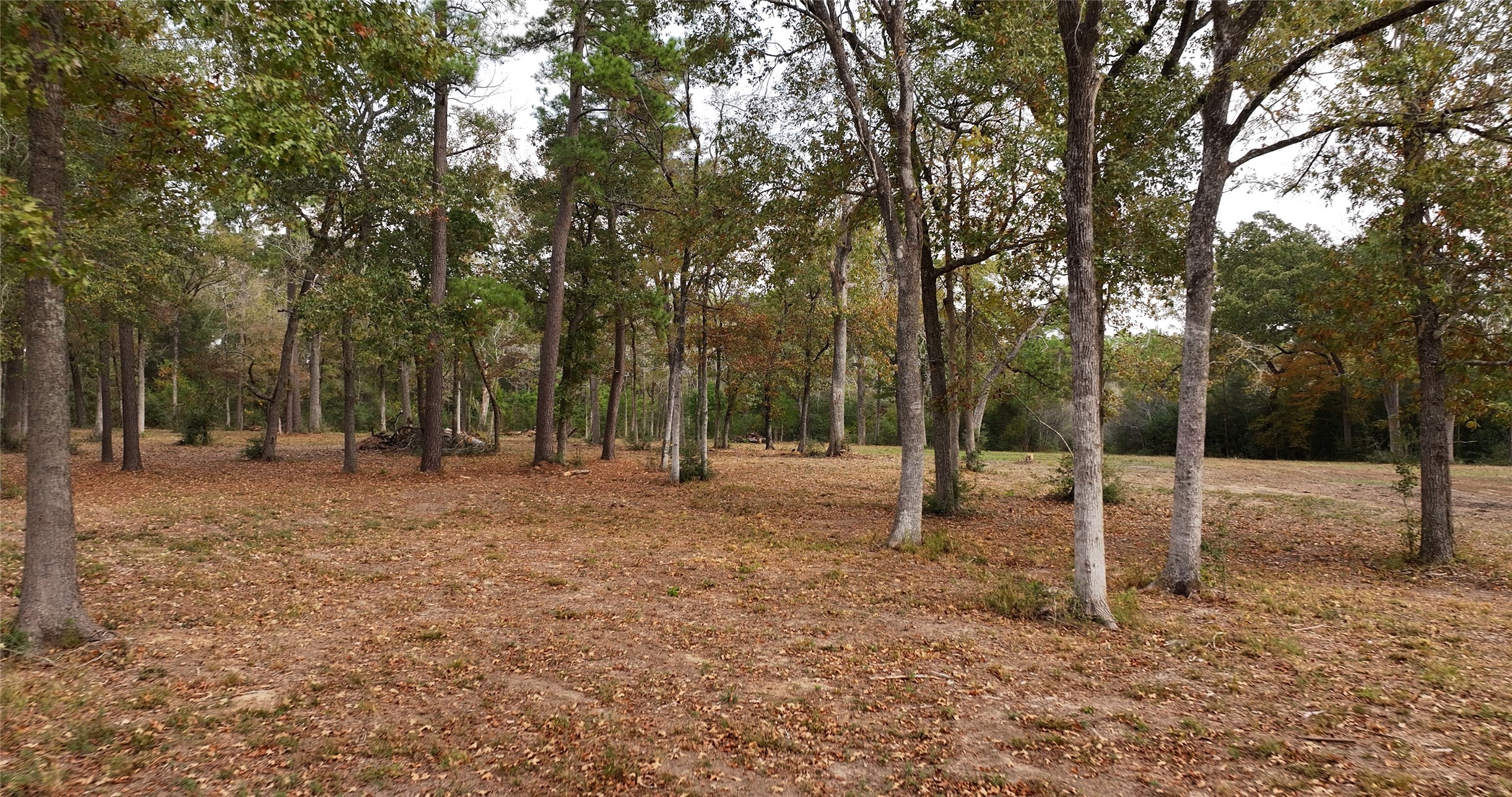 5.3 Ac Tbd Spring Branch Rd Property Photo 3