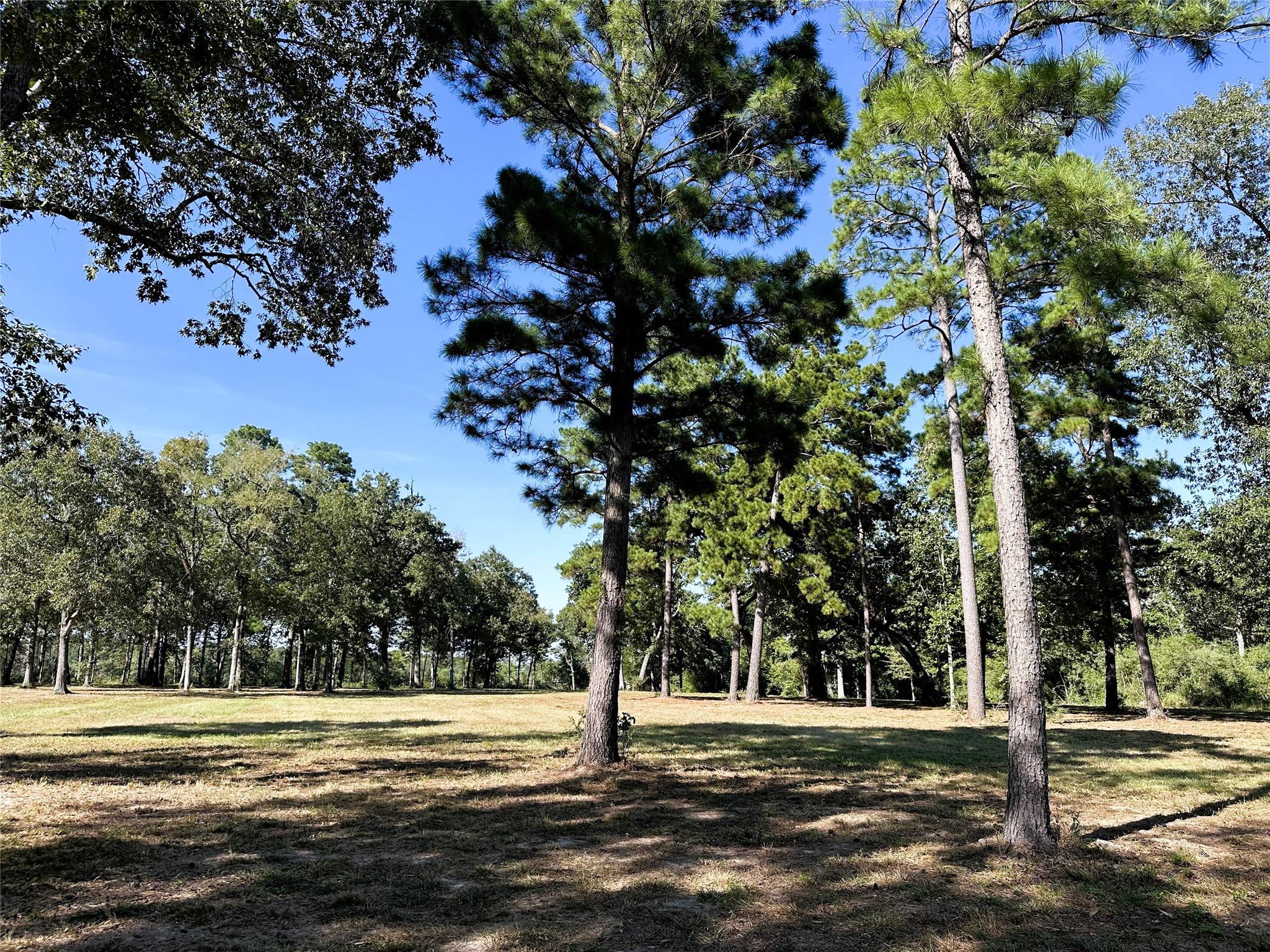5.3 Ac Tbd Spring Branch Rd Property Photo 12