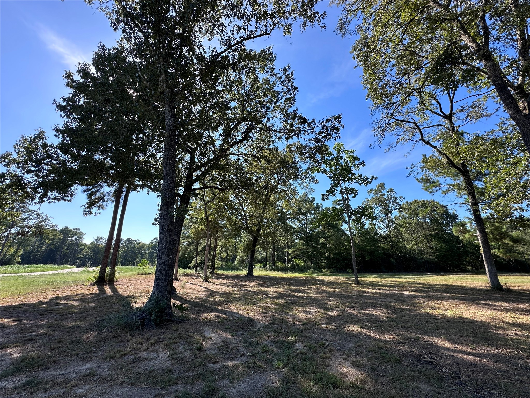5.3 Ac Tbd Spring Branch Rd Property Photo 14