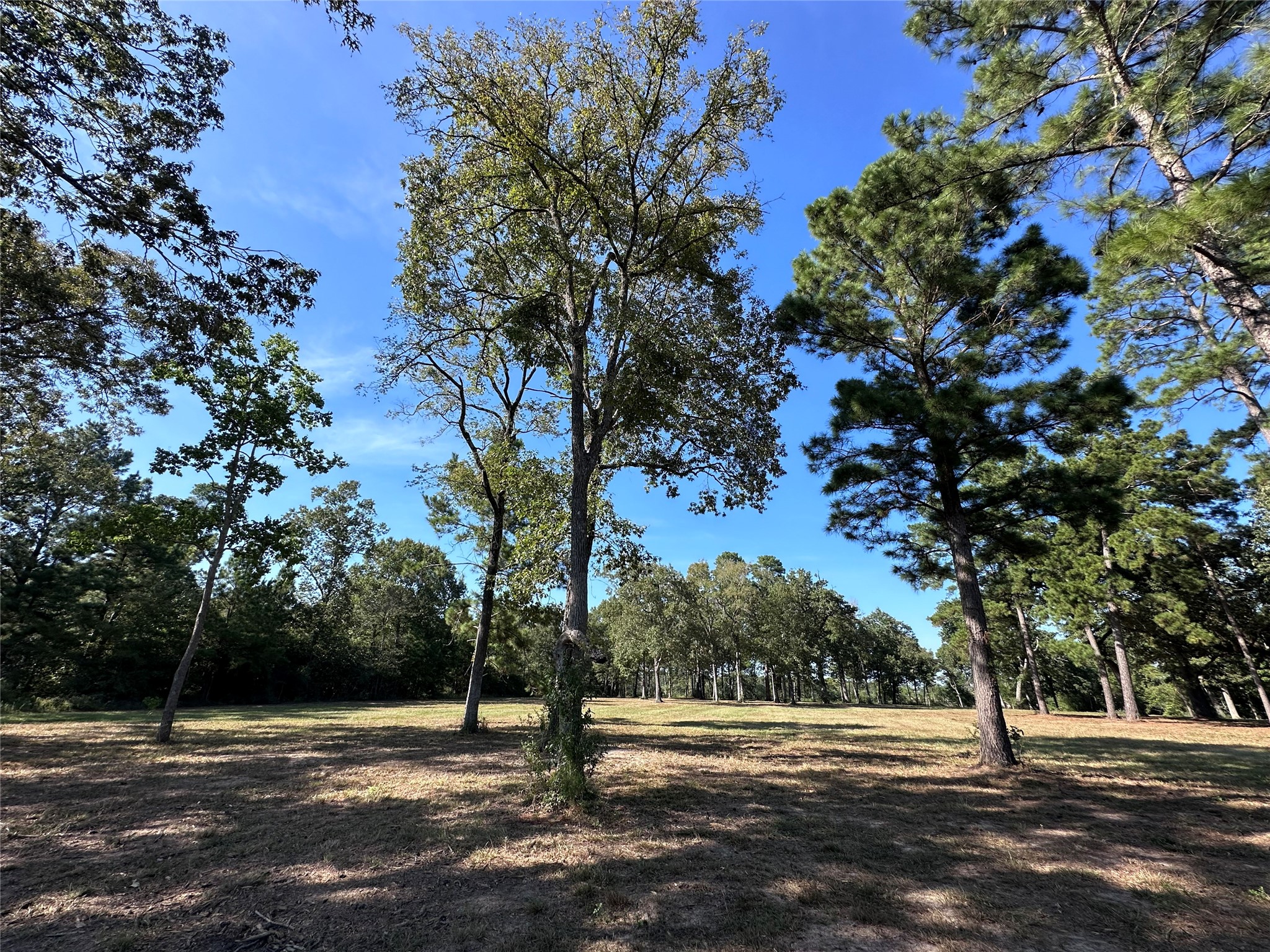 5.3 Ac Tbd Spring Branch Rd Property Photo 15