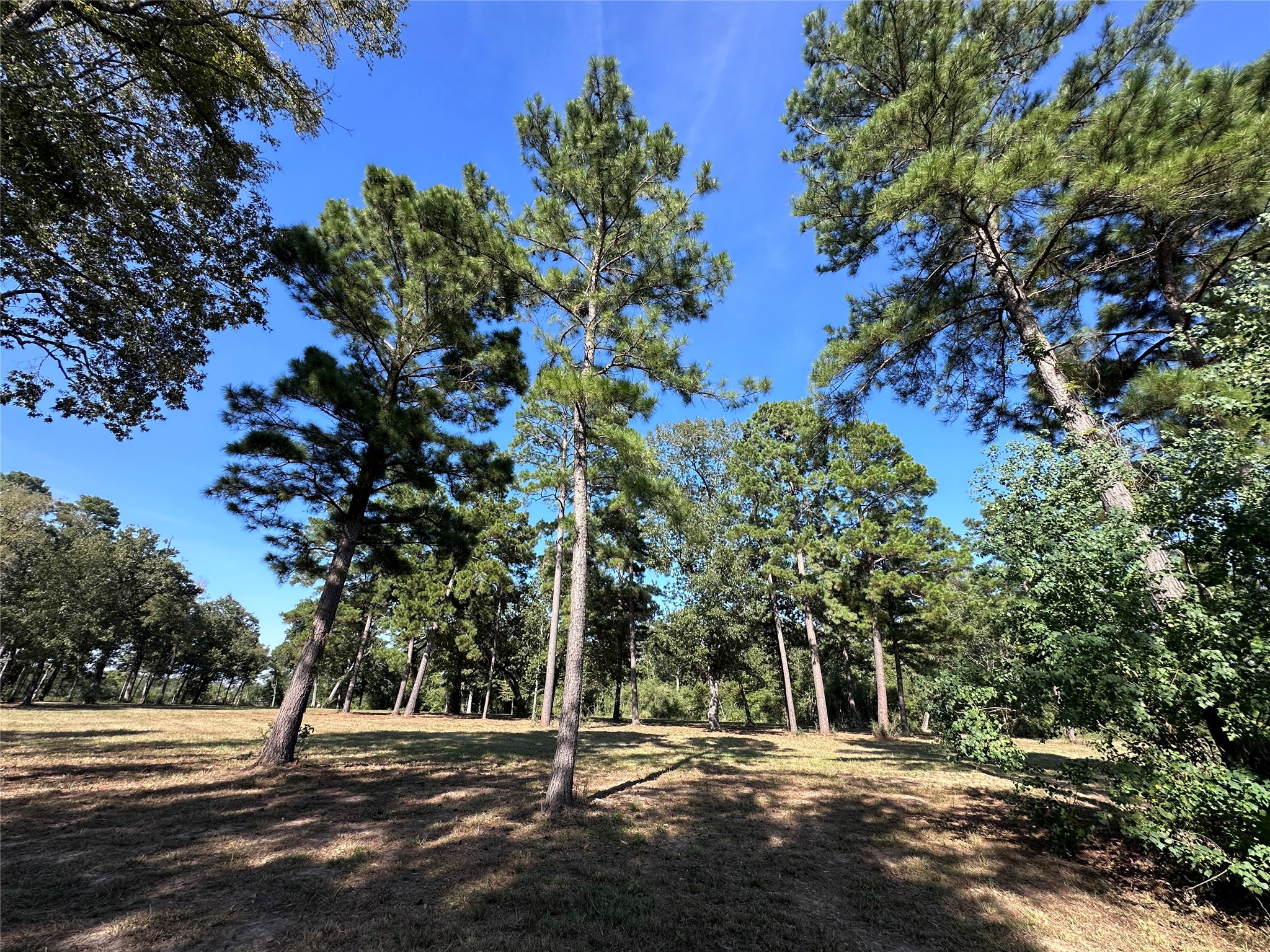 5.3 Ac Tbd Spring Branch Rd Property Photo 16