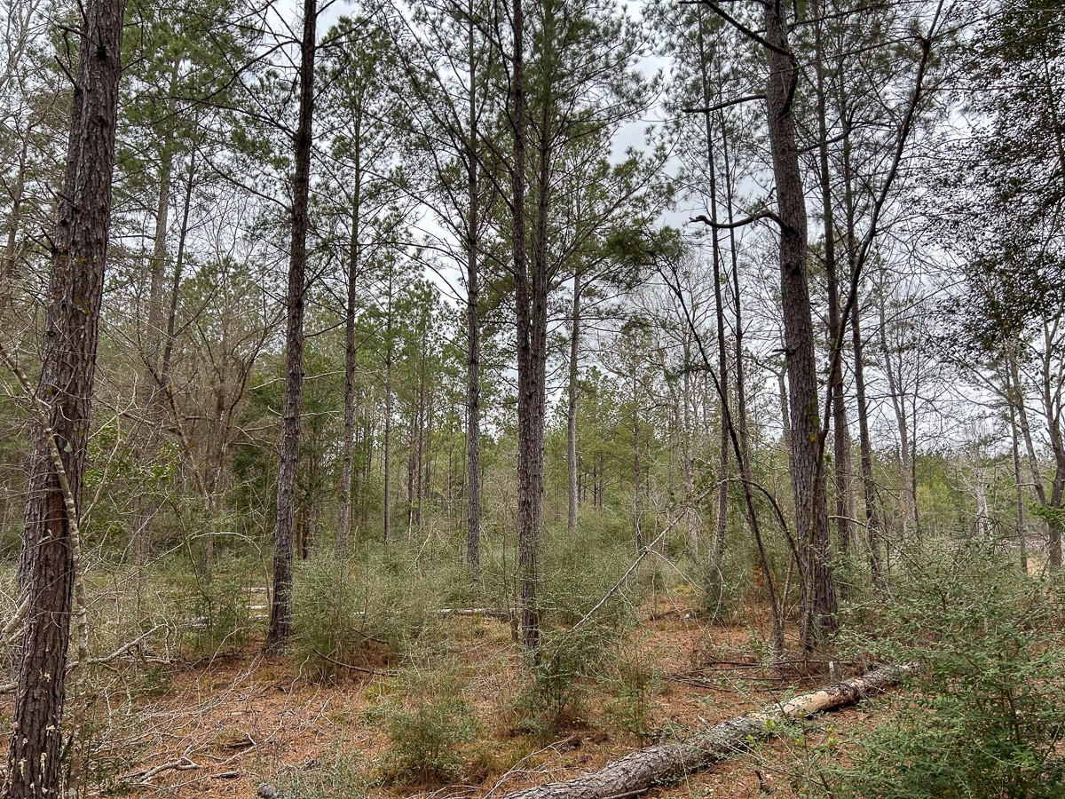 Tbd Cr 4520 Property Photo 3