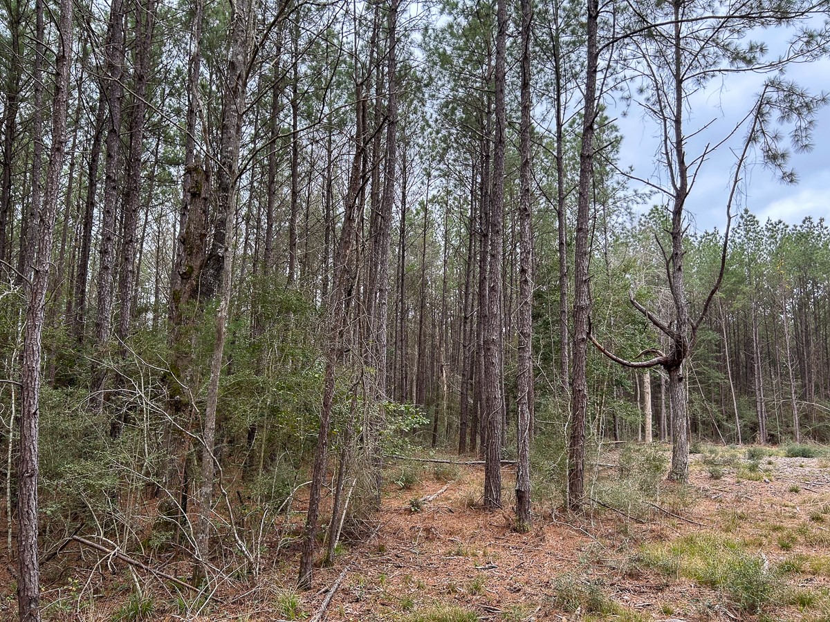 Tbd Cr 4520 Property Photo 4