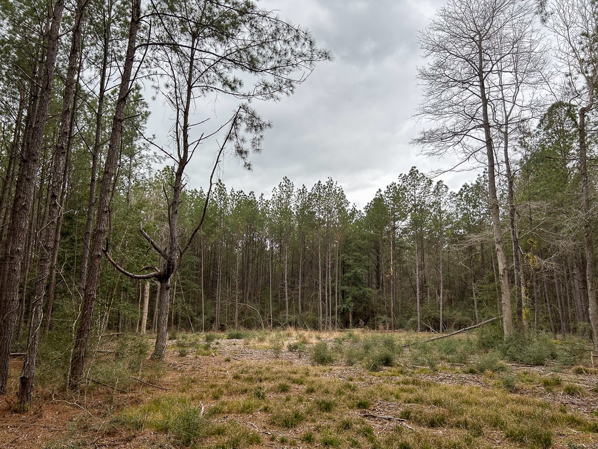 Tbd Cr 4520 Property Photo 5