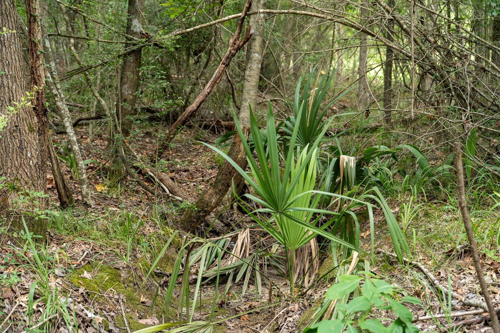 000 Us Hwy 190 Property Photo 3
