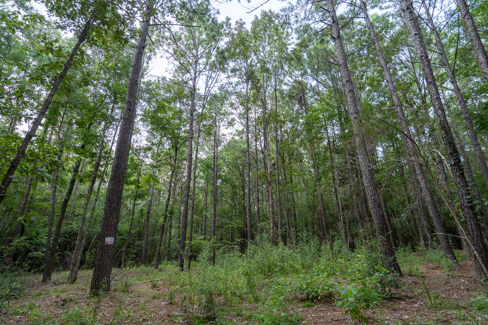 000 Us Hwy 190 Property Photo 4