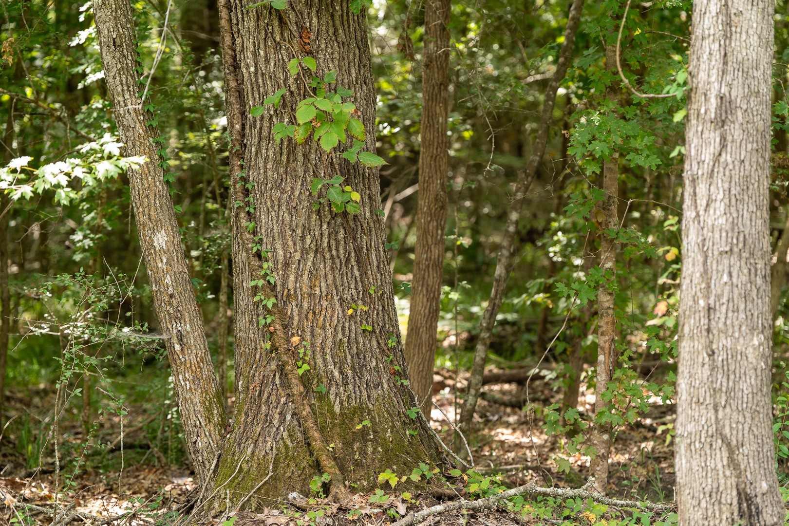 000 Us Hwy 190 Property Photo 16