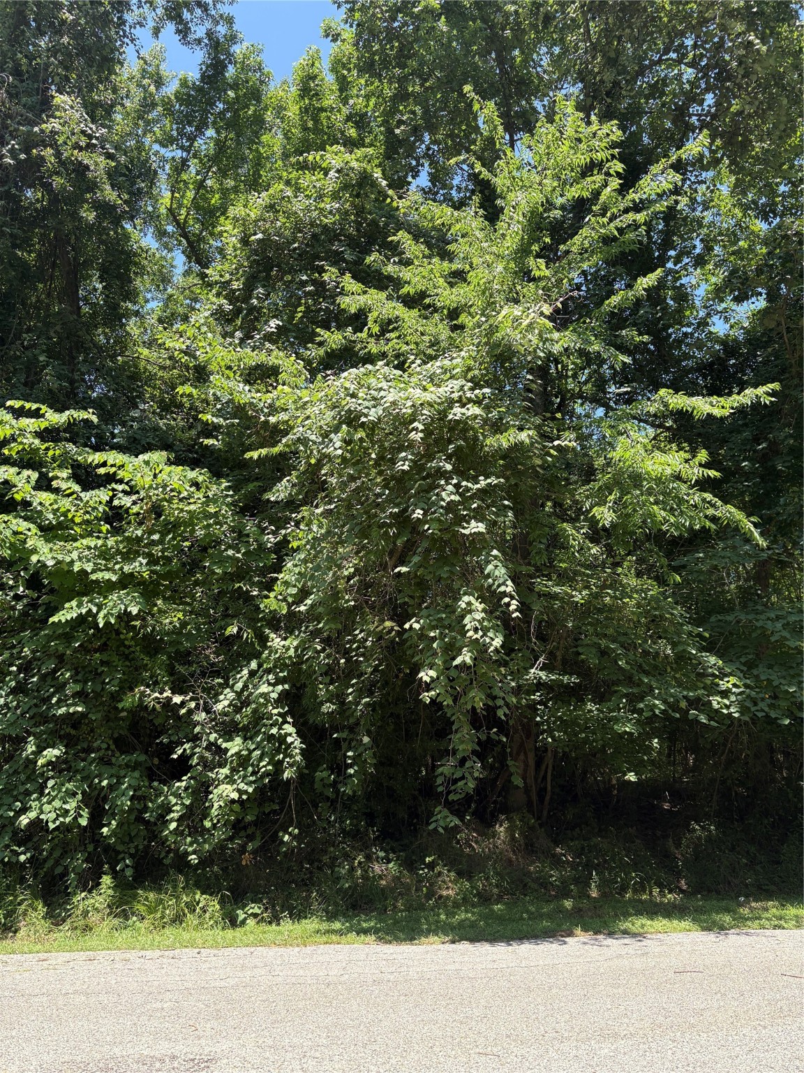 Tbd Lake Drive Property Photo 5