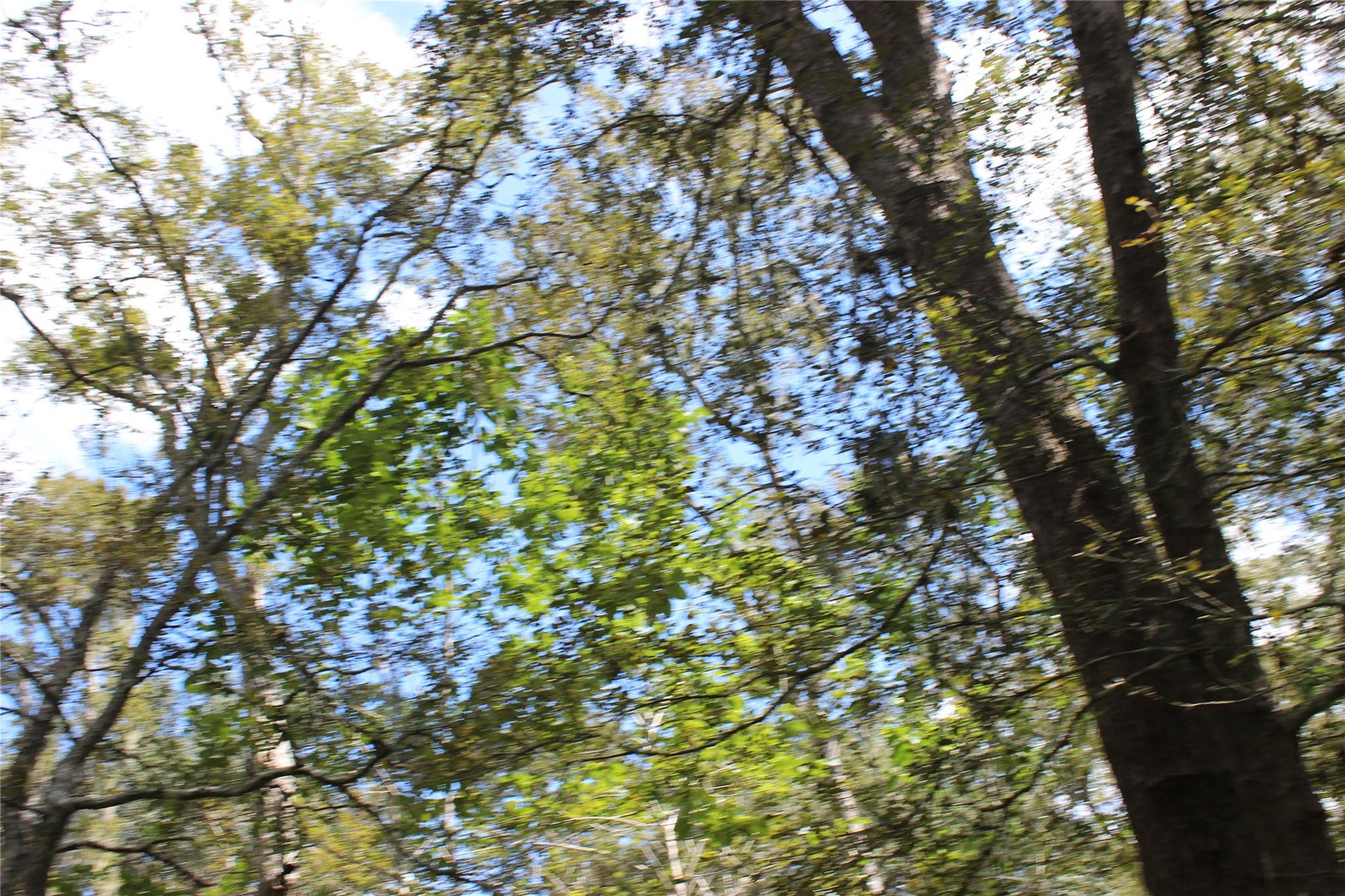 226 River Tree Drive, Blessing Tx 77419 Property Photo 12