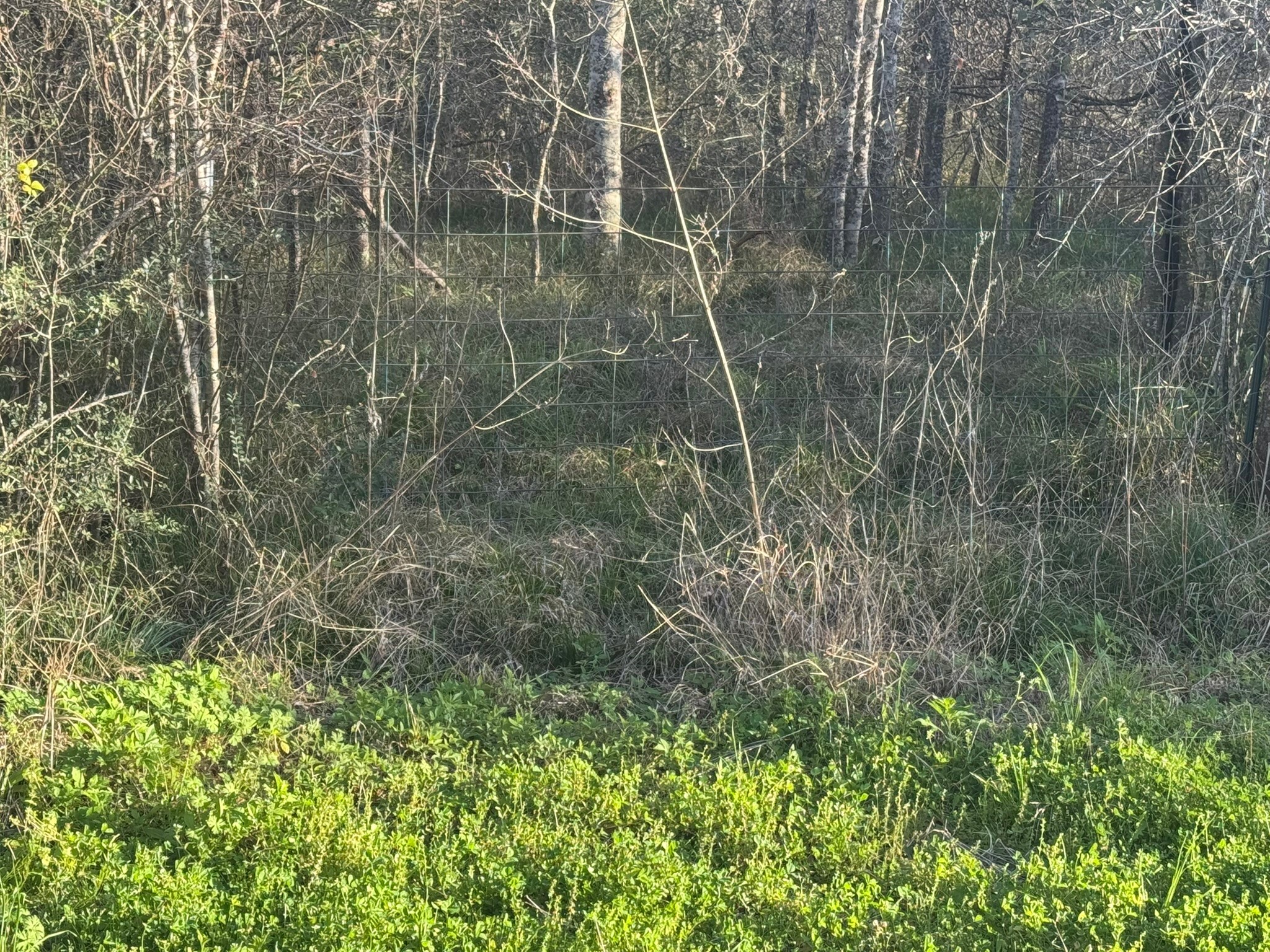 13622 Charlie Roberts Road Property Photo 4