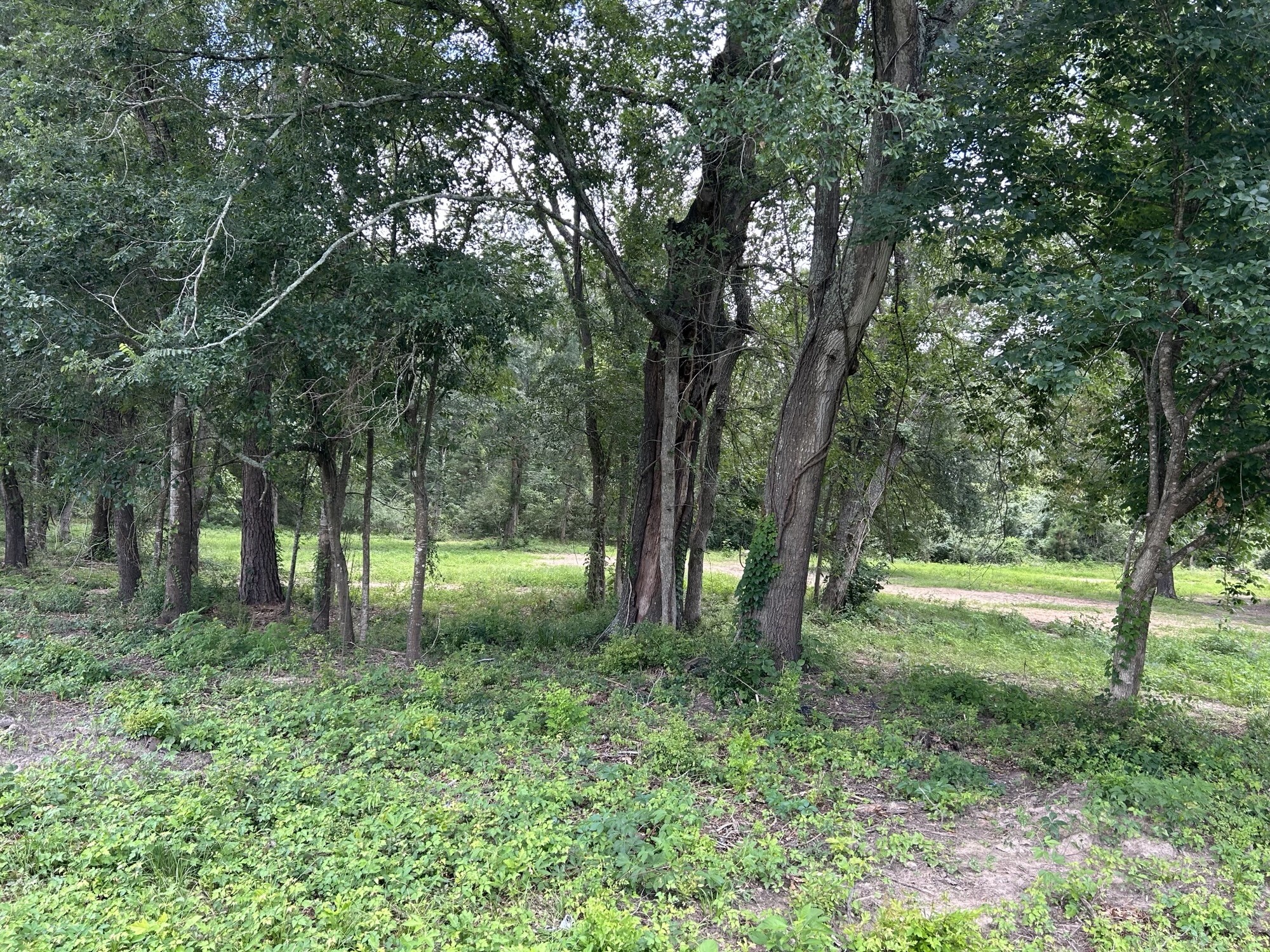 Tbd N Mount Mariah Road Property Photo 3