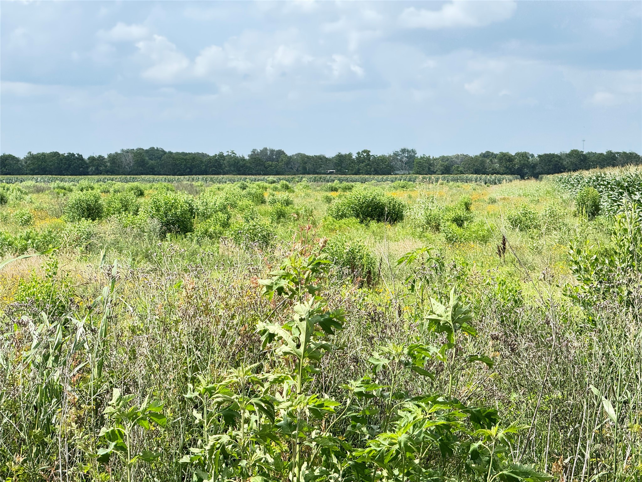 Tbd Beard Road Property Photo 7
