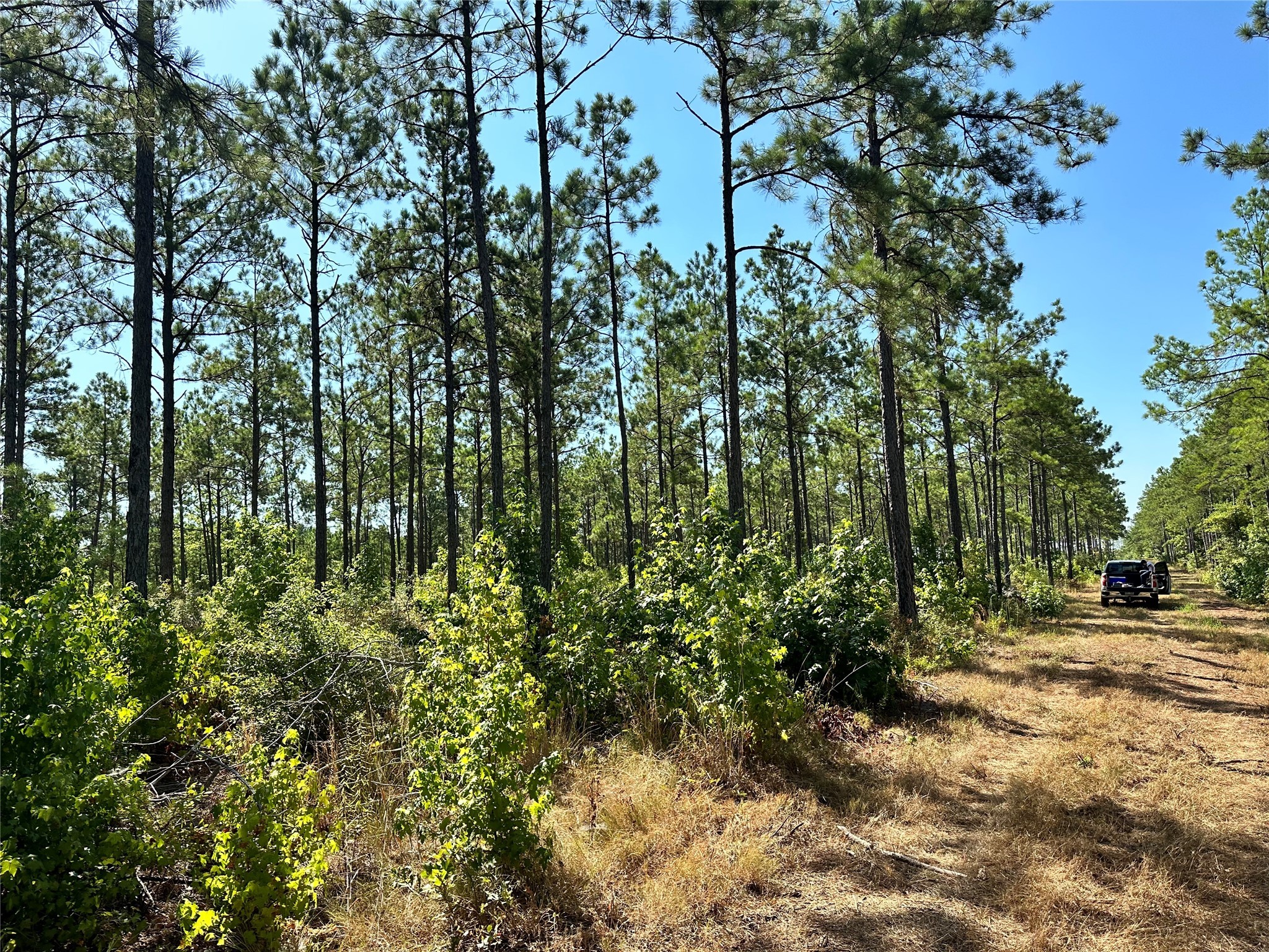 0 Forest Ridge Property Photo 2