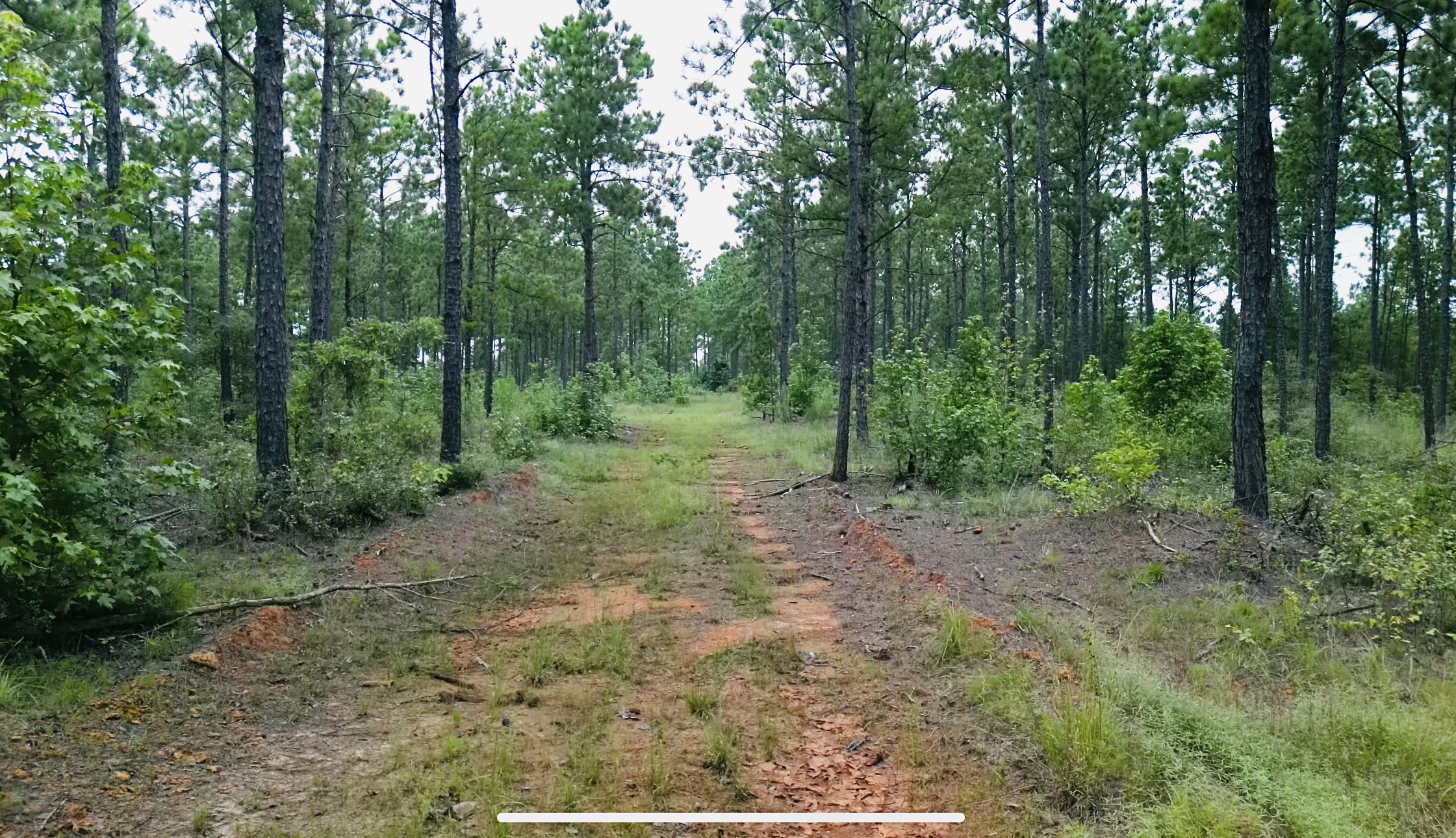 0 Forest Ridge Property Photo 3