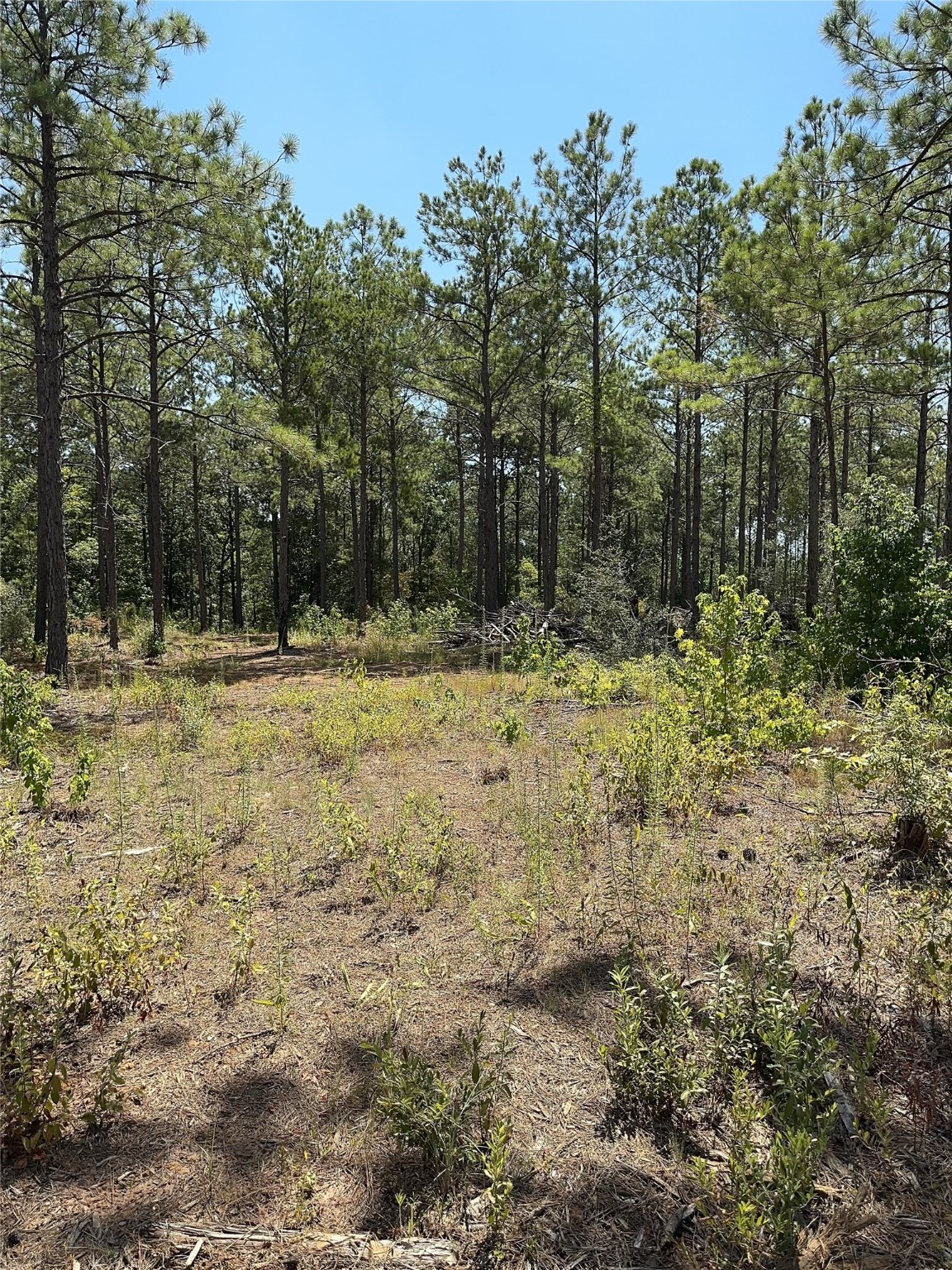 0 Forest Ridge Property Photo 5