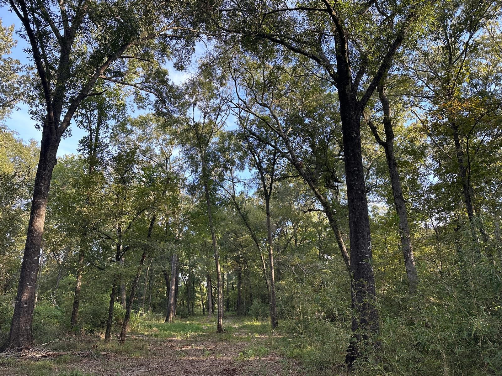 0 Buck Creek Drive Property Photo 2