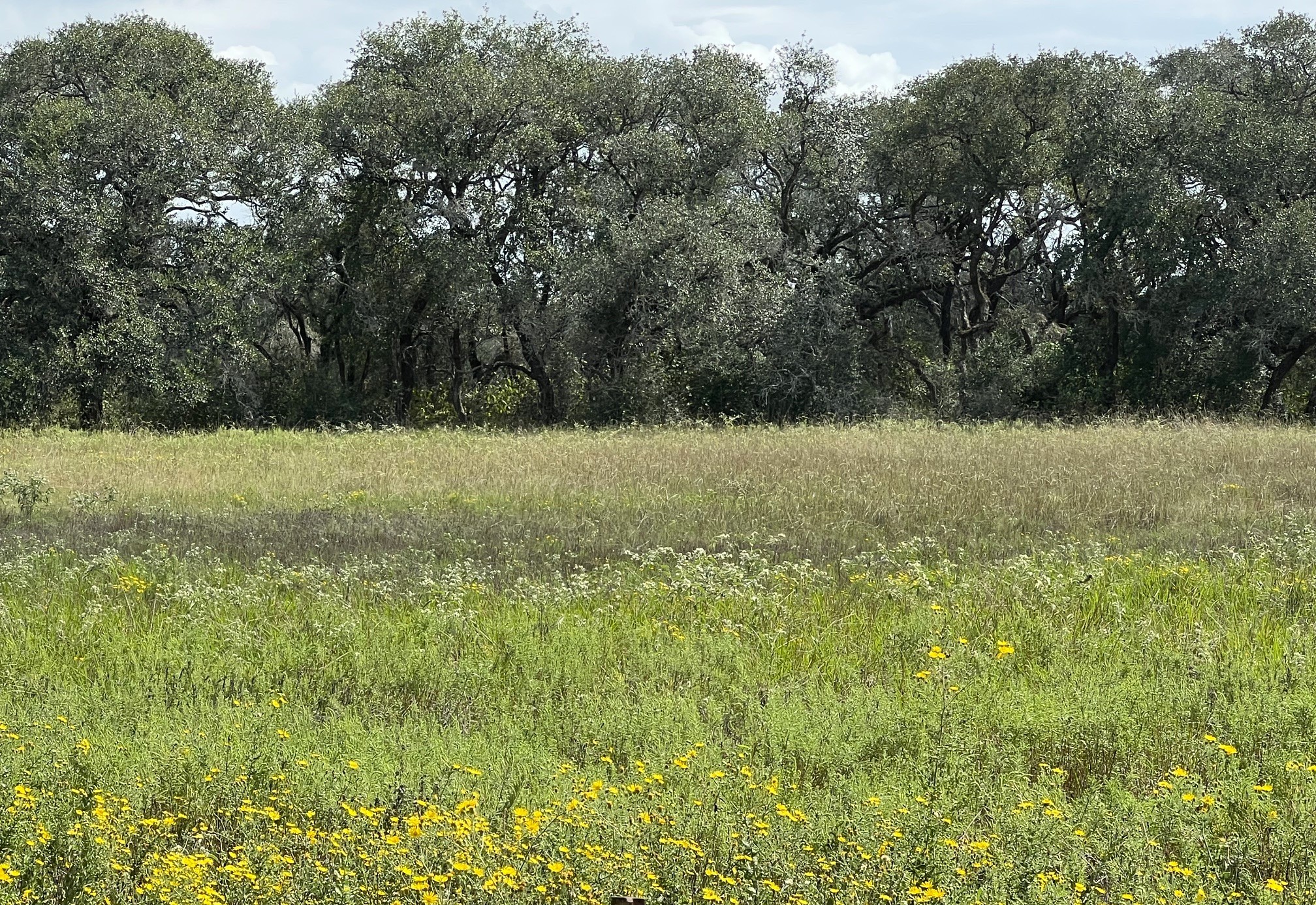 Tr 4 (11.45 Acs) Dancing Deer Property Photo 3