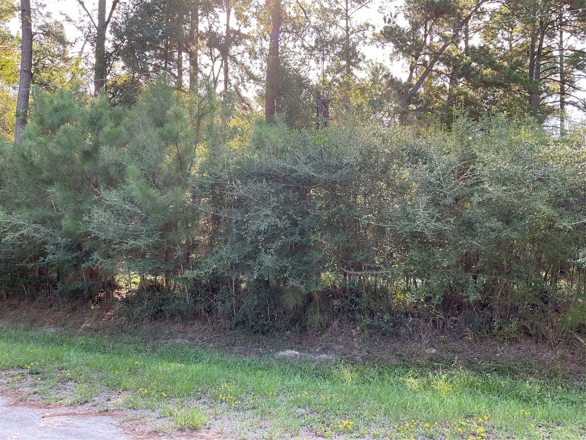 13 Cedar Springs Property Photo 6