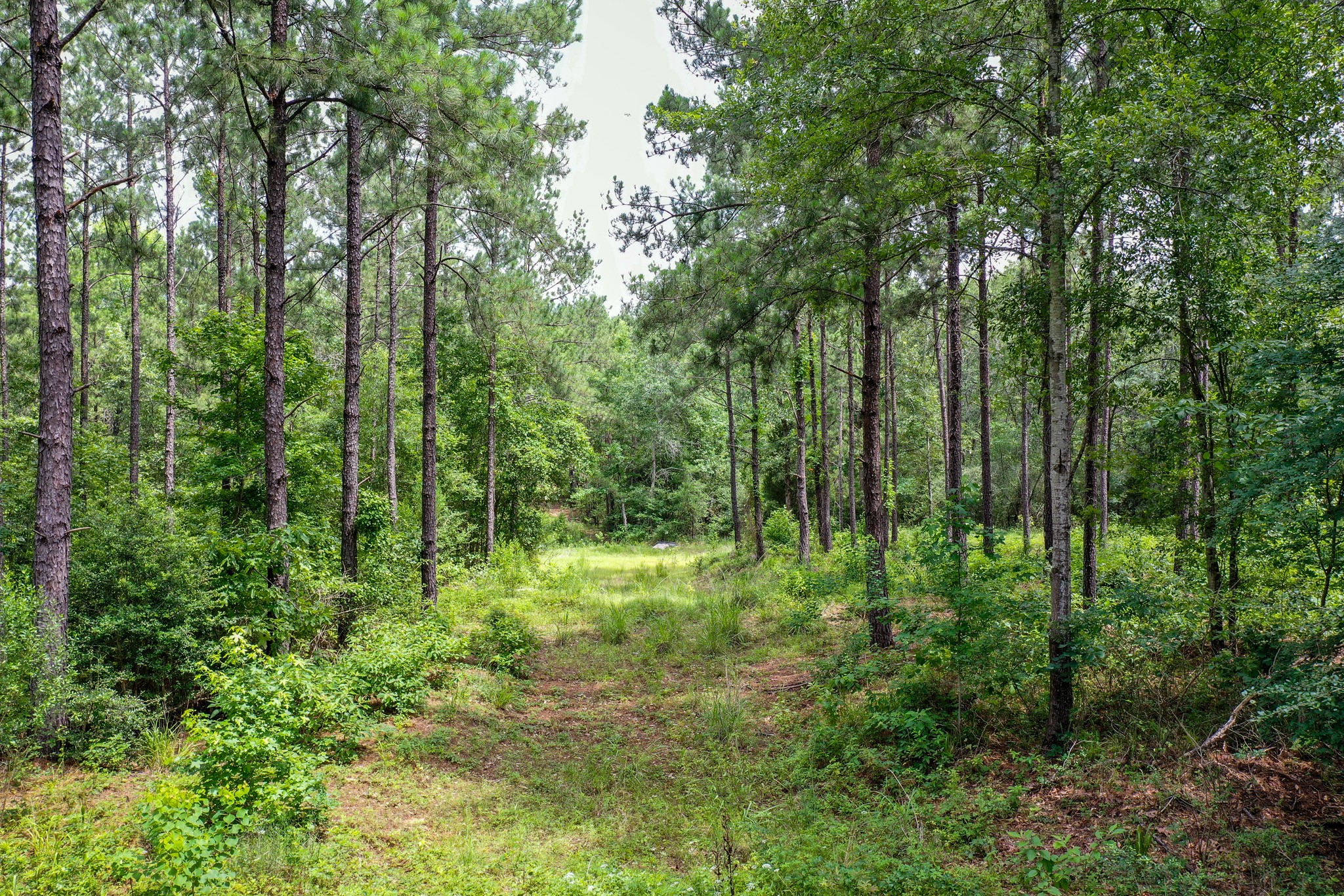 15.573 Ac Cr 1050 Property Photo 1