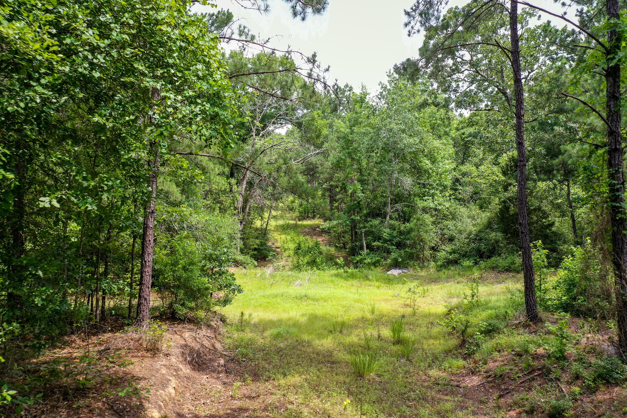 15.573 Ac Cr 1050 Property Photo 4