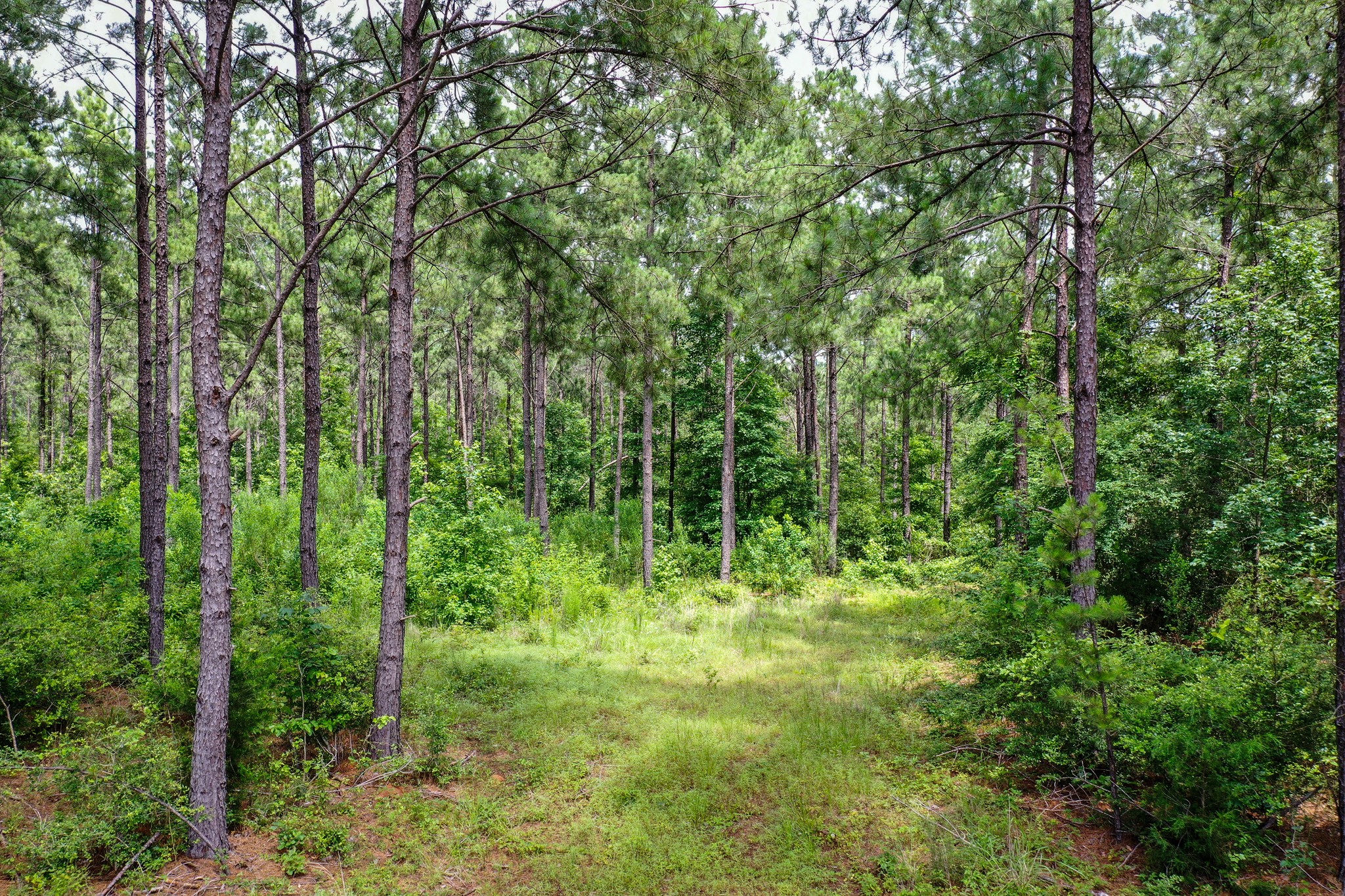 15.573 Ac Cr 1050 Property Photo 14
