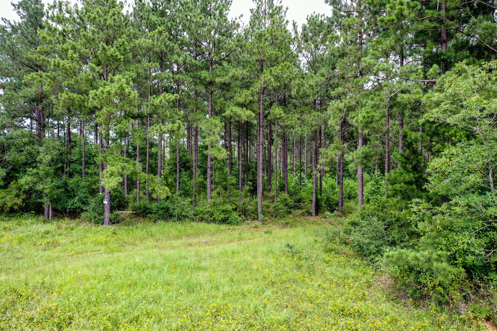 15.573 Ac Cr 1050 Property Photo 16