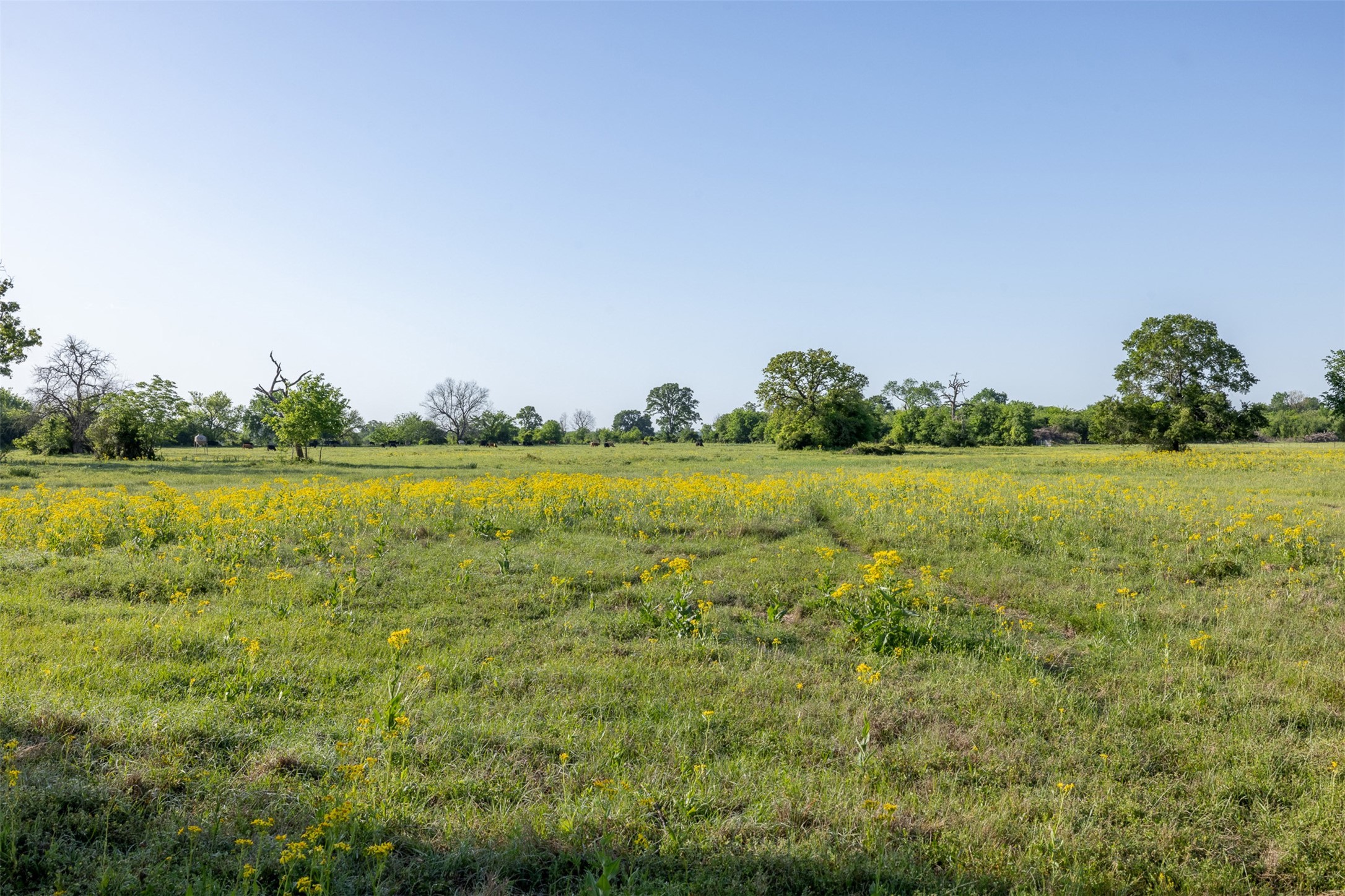 000 Clear Lake Road Property Photo 13