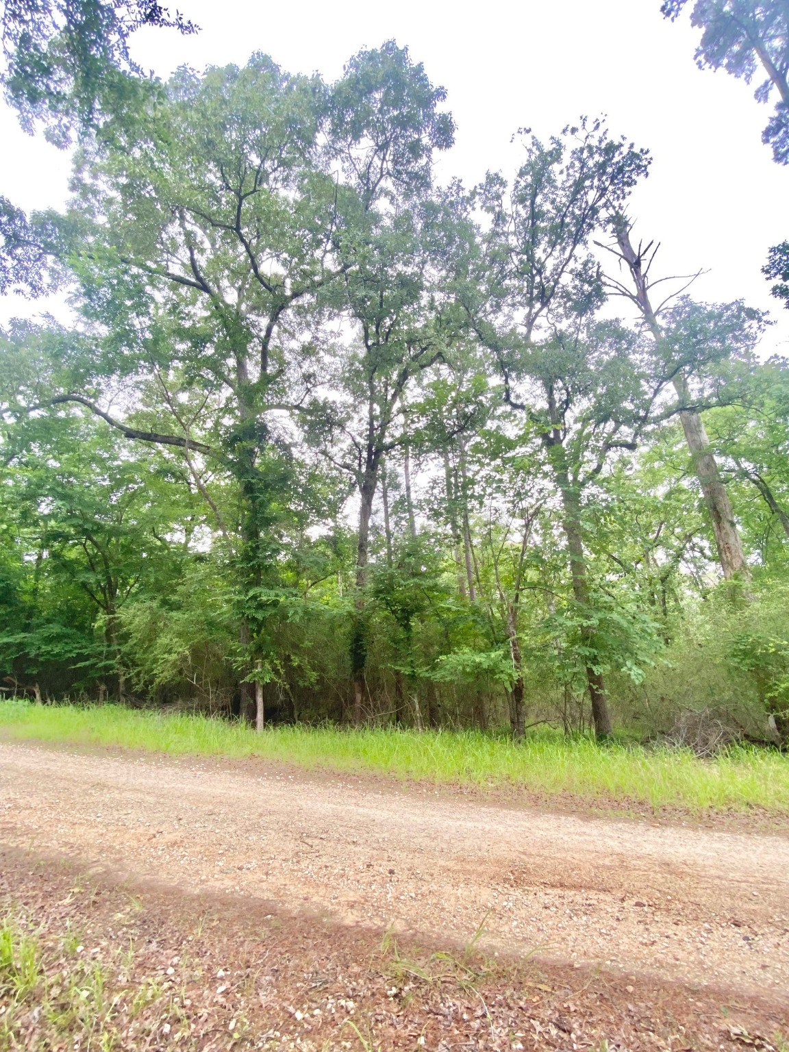Tbd Forest Road Property Photo 7