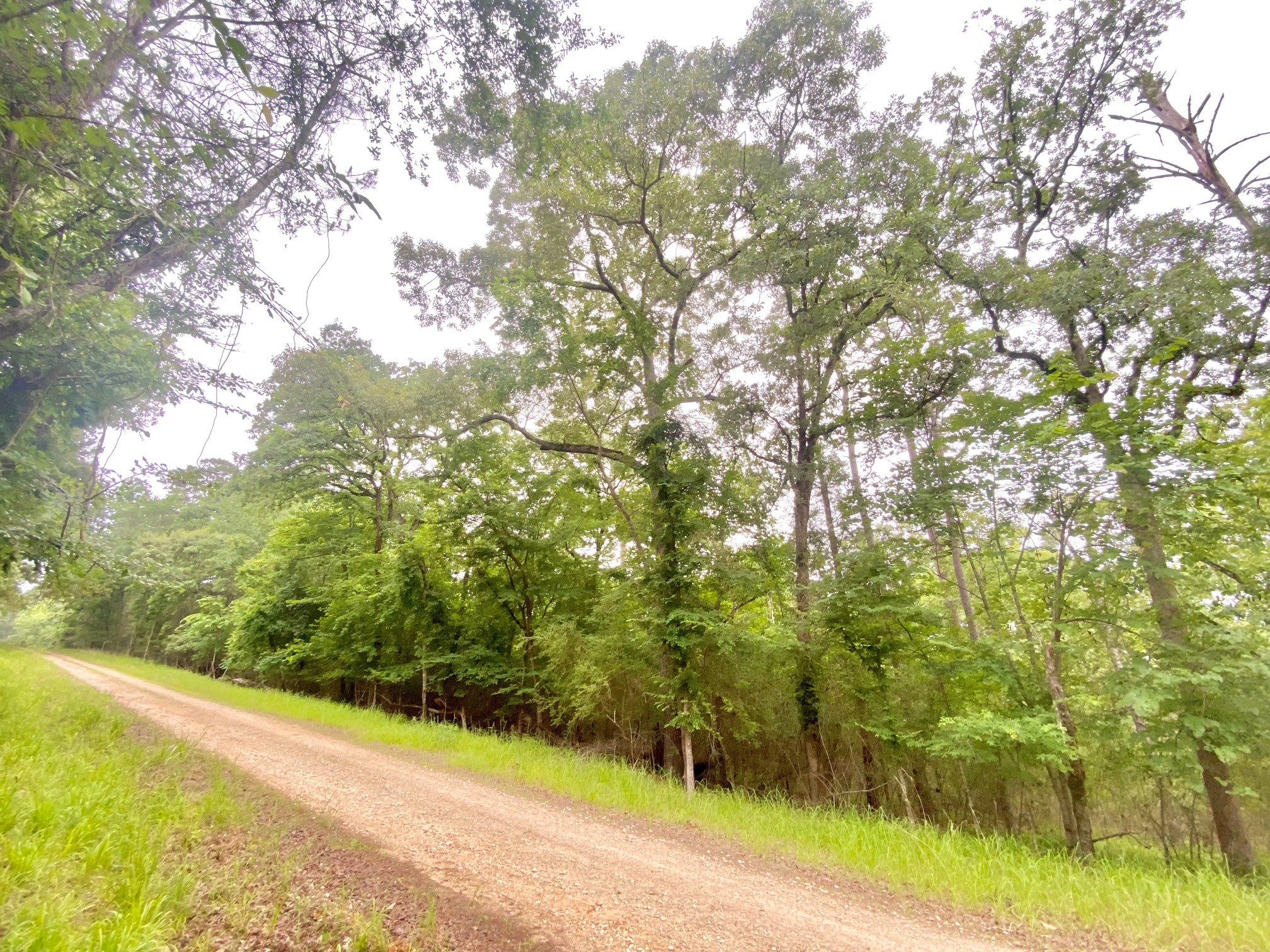 Tbd Forest Road Property Photo 8