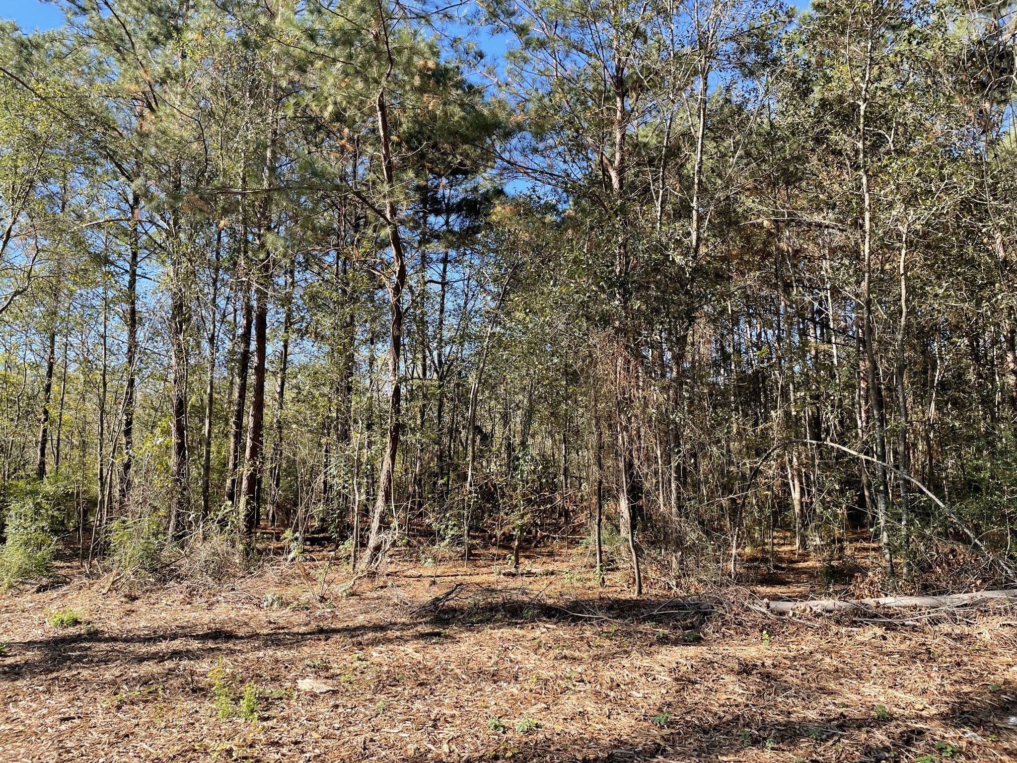 20828 Oakshade Drive Property Photo 7