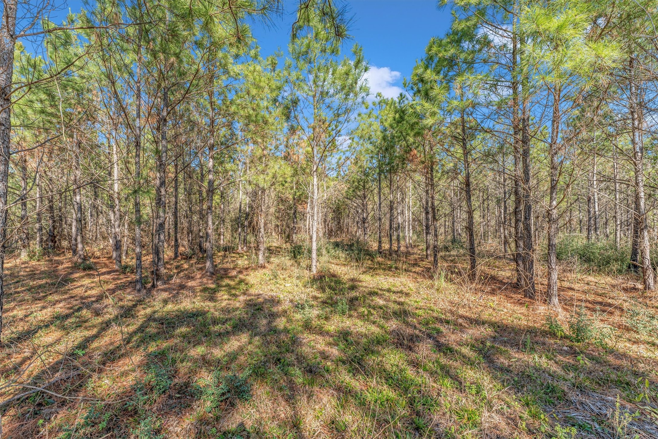 15750 Wood Grove Way Property Photo 15
