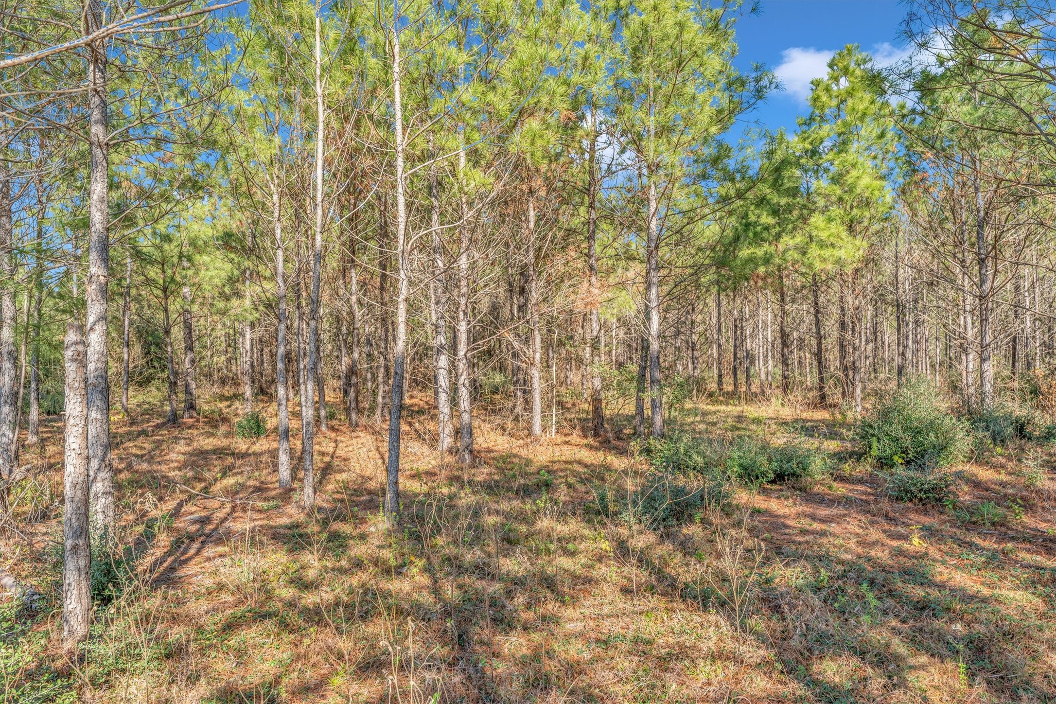 15750 Wood Grove Way Property Photo 16