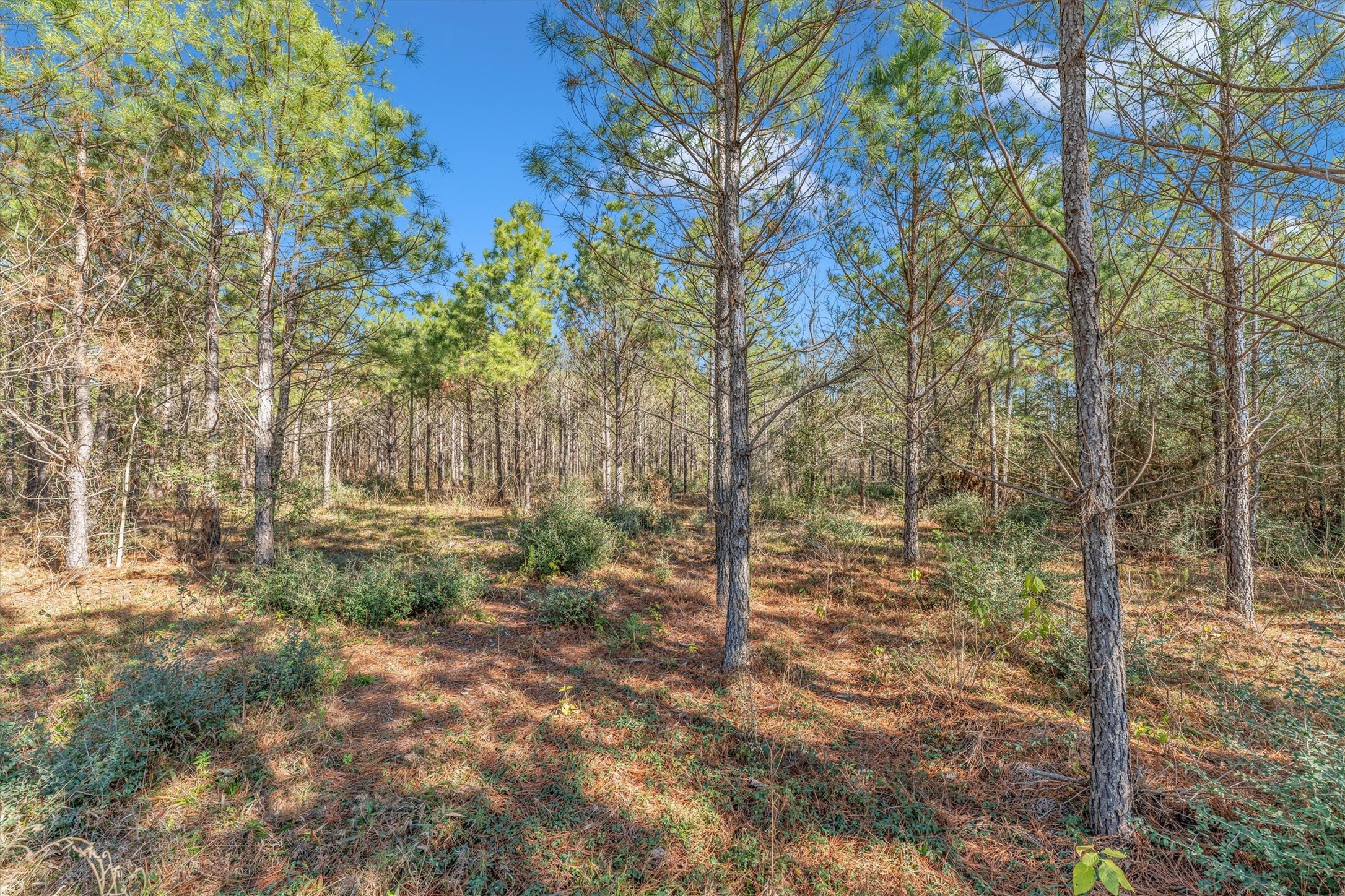 15750 Wood Grove Way Property Photo 17