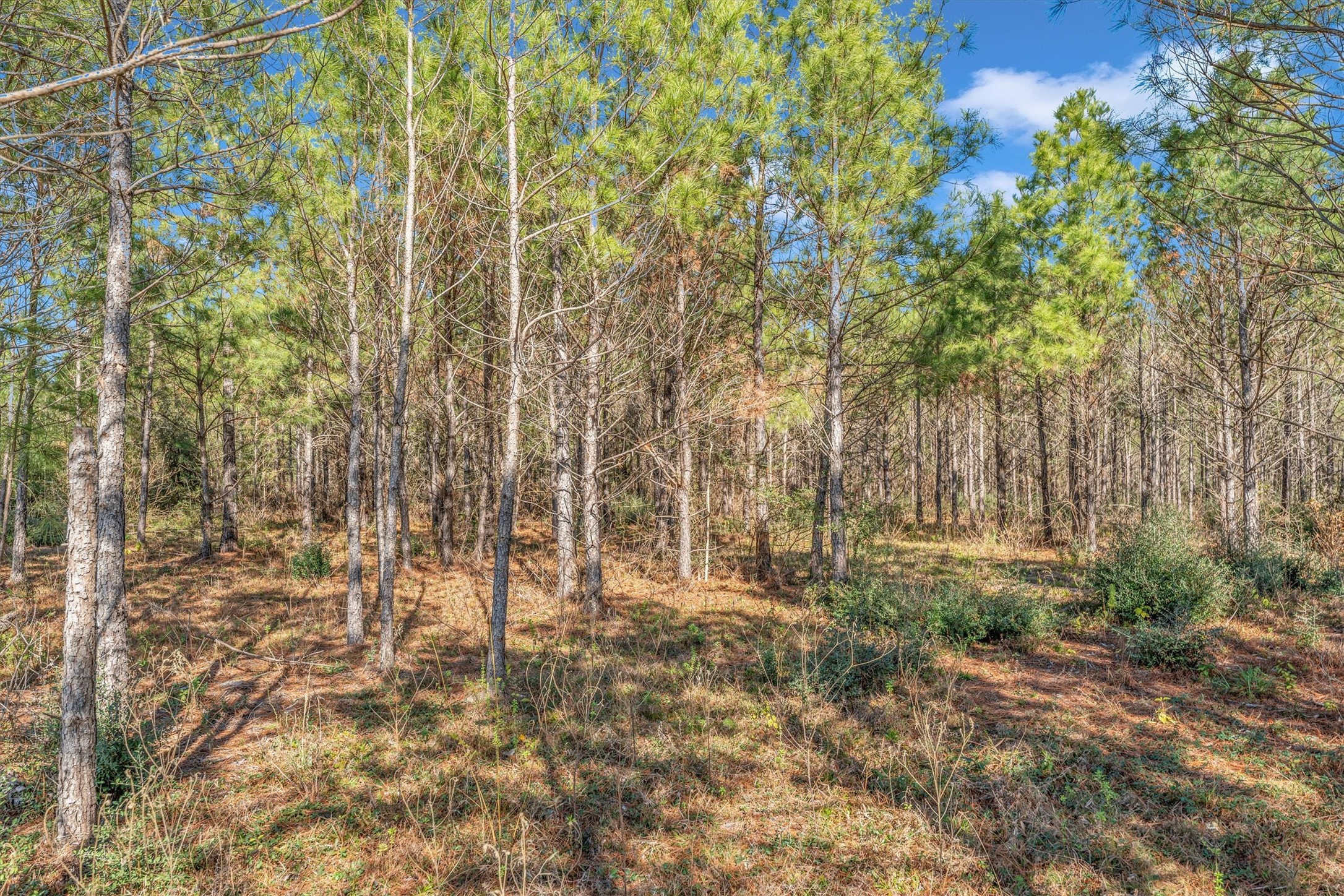15750 Wood Grove Way Property Photo 18
