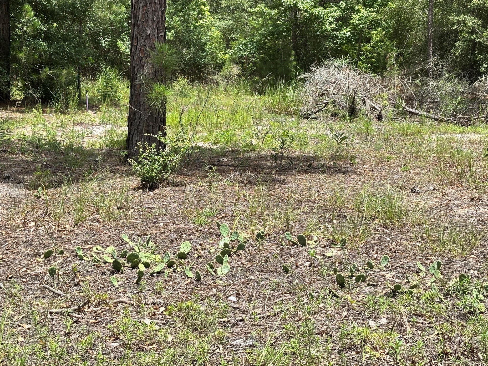 1603 Dammom Lane Property Photo 6