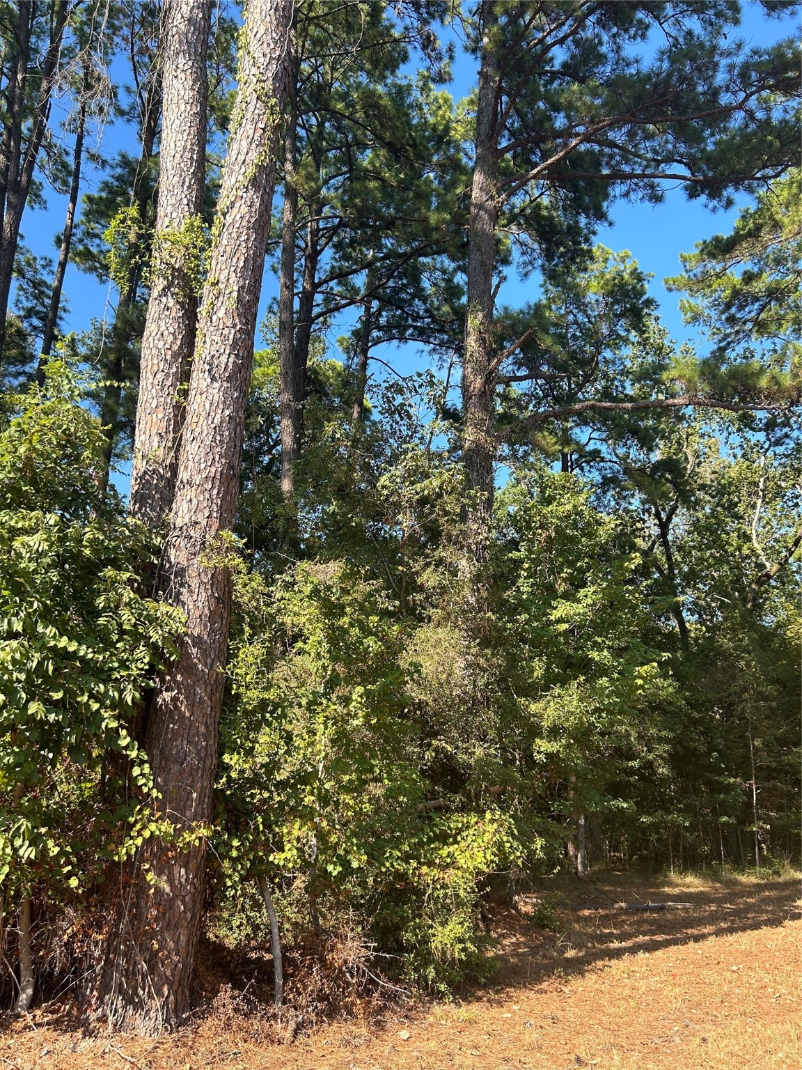 545556 Grand Pine Circle Property Photo 2