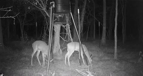 0 Bear Bottom Property Photo 7