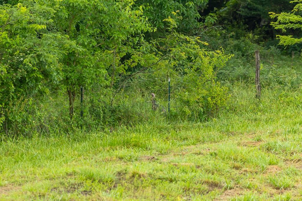 Tract 3 Se 1050th Road Property Photo 32