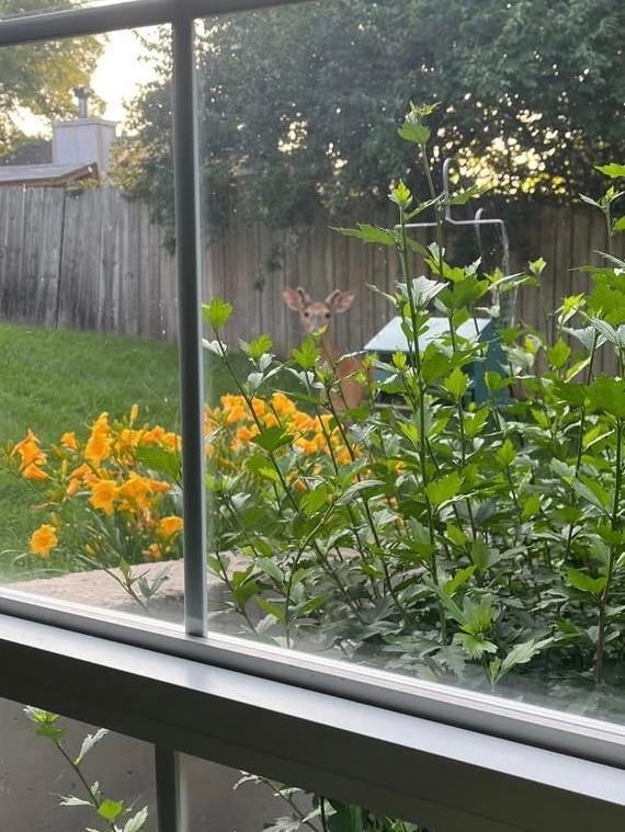 4317 Coachman Drive Property Photo 25