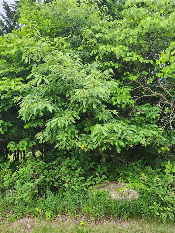 50 Ridgewood Drive Property Photo 4