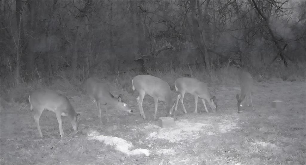 Chickadee Court Property Photo 15