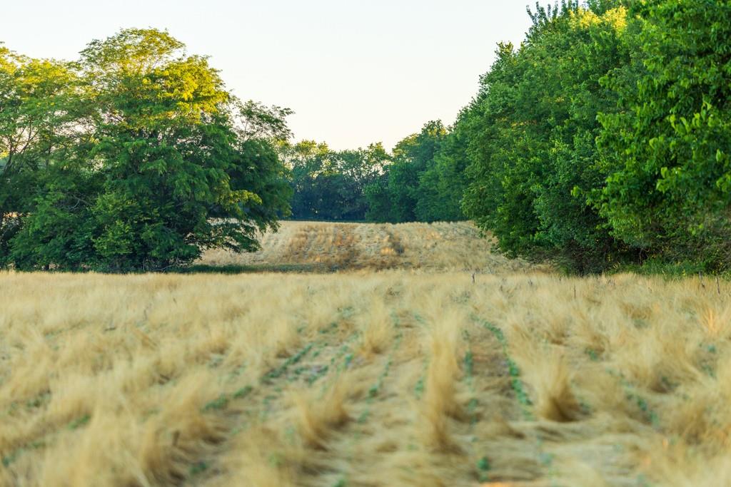 Cr 130 Road Property Photo 45