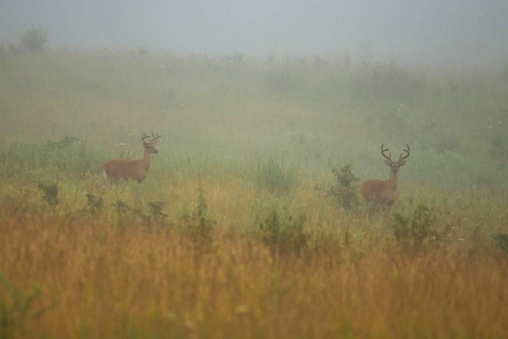 Maple Street Property Photo 53