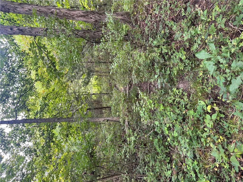 Juniper Avenue Avenue Property Photo 3