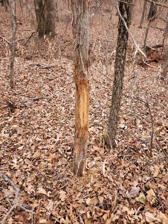 0 Hogback Road Property Photo 6